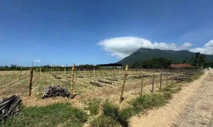 Terreno comercial à venda na Servidão João Vieira, 500, Guarda do Cubatão, Palhoça