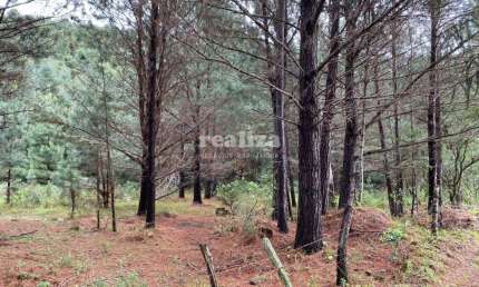Terreno à venda na Estrada Em Direção Ao Ferradura, 01, Zona Rural, Canela