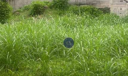 Terreno à venda, 250 m² - Paraíso do Morumbi - São Paulo/SP