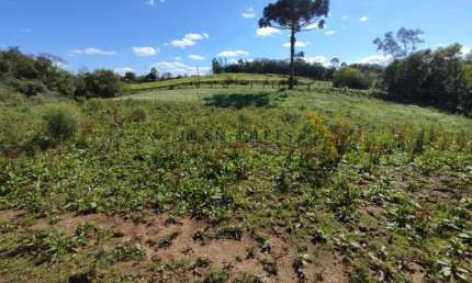 Chácara / sítio com 1 quarto à venda no Nova Sardenha (Distrito), Farroupilha  por R$ 550.000