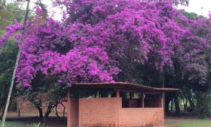 Chácara / sítio com 4 quartos à venda no Brazlândia, Brasília 