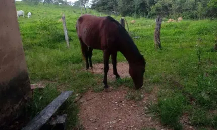 Chácara / sítio com 2 quartos à venda na Avenida Central, Jardim Nova Esperança, Goiânia