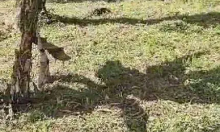 Terreno à venda na Figueira (Pé da Serra), Ubatuba , 300 m2 por R$ 90.000