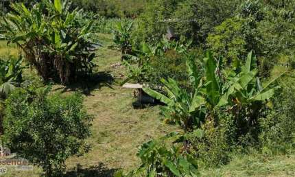 Casa com 3 quartos à venda no Pachi, Natividade da Serra , 5000 m2 por R$ 250.000