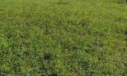 Vende-se 15 alqueires em  União de Minas - MG /  A 11 km da cidade e do asfalto