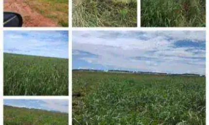 Fazenda à venda, 22600000 m² por R$ 80.000.000 - Zona Rural - Sapezal/MT