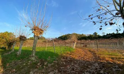 Terreno à venda na Santa Tereza, s, Centro, Santa Tereza