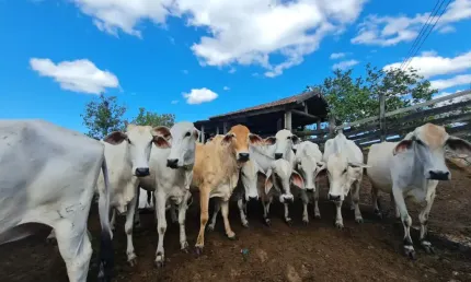 Fazenda com 2 salas à venda na Estrada Araruama, KM 13, São Vicente de Paula, Araruama