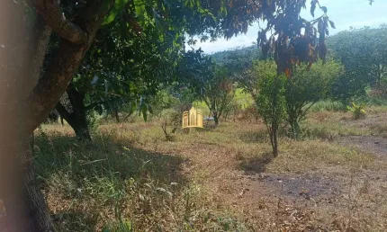 Sítio à Venda Condomínio Sete Lagos: 3 Casas, 6 Quartos e Pomar!