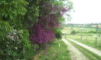 Fazenda à venda na Rua João Marques, 0, 157, Bosque dos Eucaliptos, Araçoiaba da Serra