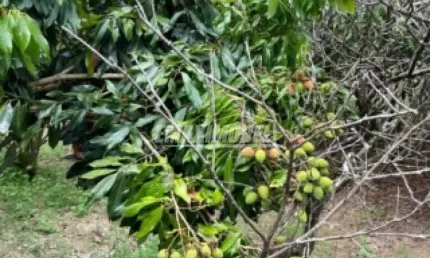 Chácara / sítio com 4 quartos à venda na Rodovia Raposo Tavares, Rua Antônio Duarte, km 128, Centro, Araçoiaba da Serra