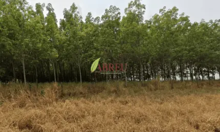 Sítio com seringueira à venda, 1 alqueire por R$ 400.000,00 – Zona Rural – Cosmorama/SP