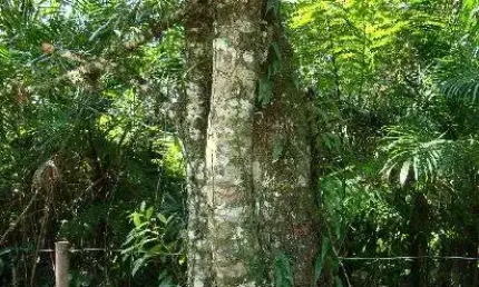 Terreno à venda na Rua José Luiz Alves, Centro, Mongaguá