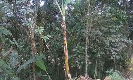 Terreno à venda na Rua 6, Serra da Cantareira, São Paulo