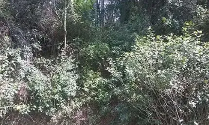 Terreno em condomínio fechado à venda na Brasil X Colombia, Serra da Cantareira, São Paulo
