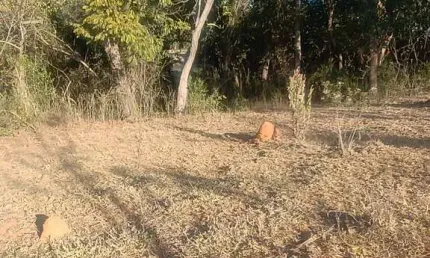 Chácara / sítio à venda na Área Rural, Área Rural de Artur Nogueira, Artur Nogueira