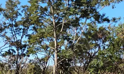 Chácara / sítio à venda na Rua Aparicio Ferreira, Morada Nova, Uberlândia
