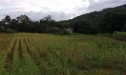 Terreno à venda na Rua Vitoria, Testo Rega, Pomerode, 2756 m2 por R$ 530.000