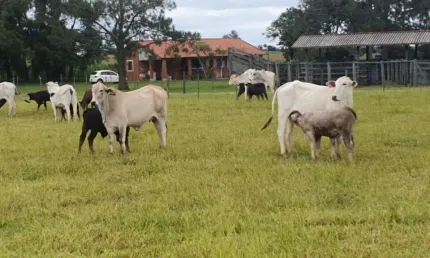 Terreno à venda na Zona Rural, Cerqueira César  por R$ 9.282.000