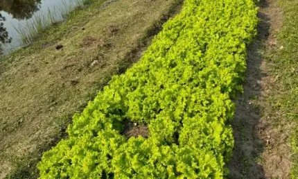 Chácara / sítio com 3 quartos à venda no barbacena, laguna  por r$ 1.300.000