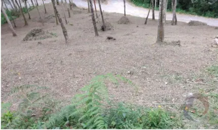 Terreno em condomínio fechado à venda na Rua Do Cafezeiro, --, Varginha, Santo Amaro da Imperatriz