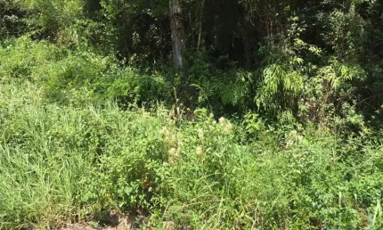 Terreno à venda na Rodovia Admar Gonzaga, --, Itacorubi, Florianópolis