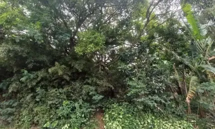 Terreno à venda na Rua Europa, --, Trindade, Florianópolis
