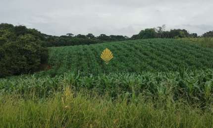 Chácara à venda, 25.110 m2 por R  1.374.000,00 - Cachoeira - São José dos Pinhais PR