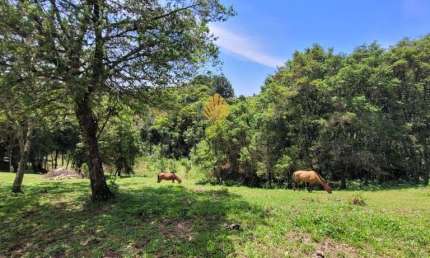 Chácara à venda, 29.519 m2 por R  399.000,00 - Tabatinga - Tijucas do Sul PR