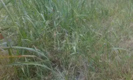 Lote - Terreno à venda, Santa Rosa - Belo Horizonte/MG