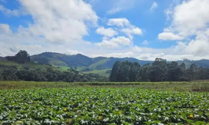 Sítio para Venda em Caldas, Bom Retiro, 3 dormitórios, 1 suíte, 1 banheiro, 2 vagas