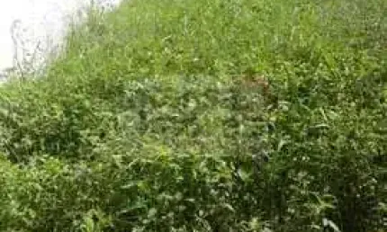 Terreno à venda no bairro Jardim Hípica Pinheiro - Taubaté/SP