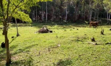 Terreno à venda, 43.356 m² - Itoupava Central - Blumenau/SC