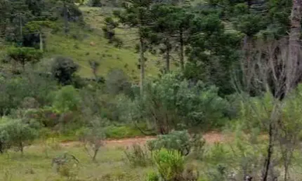 área rural com 10 hectares,  na localidade de Pericó em São Joaquim