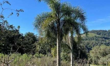 Chácara / sítio com 1 quarto à venda na Vila Jansen, 01, 2 Distrito, Farroupilha por R$ 420.000