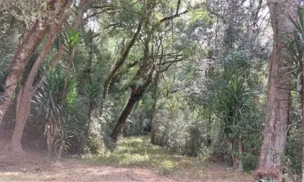 Chácara / sítio com 2 quartos à venda na Zona Rural, Caxias do Sul 