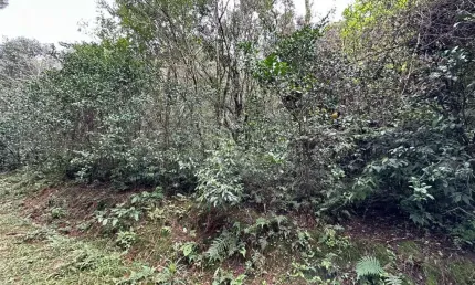 Chácara / sítio com 3 quartos à venda no Nova Sardenha (Distrito), Farroupilha  por R$ 715.000
