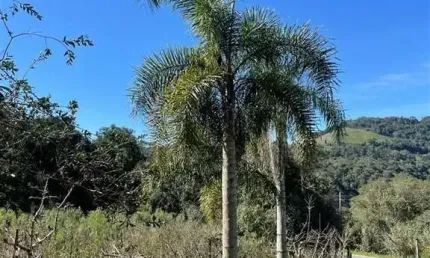 Chácara / sítio com 1 quarto à venda no Jansen, Farroupilha , 25000 m2 por R$ 420.000