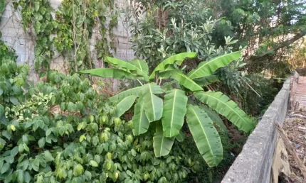 Terreno à venda na Rua Conchilia, 404, Tremembé, São Paulo