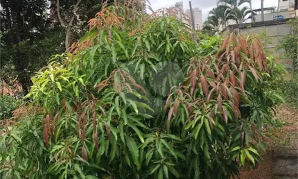 Terreno à venda na Rua Igapira, 1, Santana, São Paulo