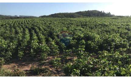 Fazenda à venda no Centro, Encruzilhada do Sul 