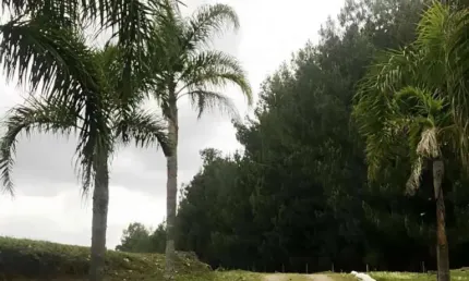 Ferreira Negócios Imobiliários Vende	Chácara em Caxias do Sul Bairro Vila Seca Chácara