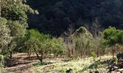Ferreira Negócios Imobiliários Vende	Chácara em Caxias do Sul Bairro Vila Cristina Vila Cristina