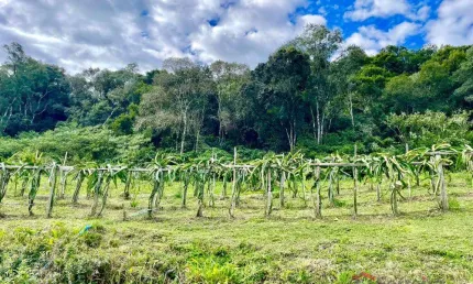 Ferreira negócios imobiliários vende	chácara em caxias do sul bairro 3ª légua chácara