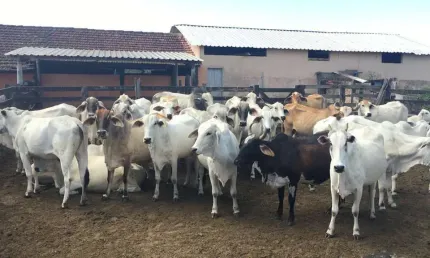 Fazenda à venda na Ponte dos Leites, Araruama 