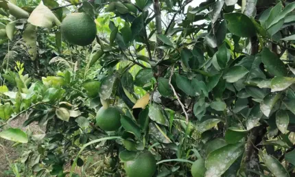 Chácara / sítio à venda no Muriqui, Tanguá 