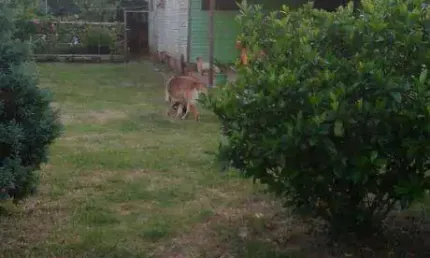 Vendo terreno na Avenida Florianópolis em Canoas RS, tem casa de madeira