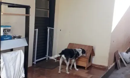 Casa com 2 quartos à venda no Jardim Planalto, São José do Rio Preto 