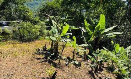 Terreno à venda, 525 m² por R$ 430.000,00 - Córrego Grande - Florianópolis/SC
