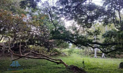 Terreno à venda, 460 m² por r$ 700.000 - córrego grande - florianópolis/sc